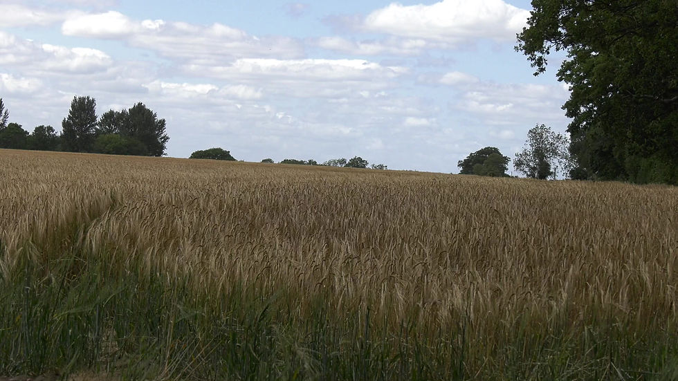 Thumbnail: Blue Skies & Cloud over Wheatfield 2