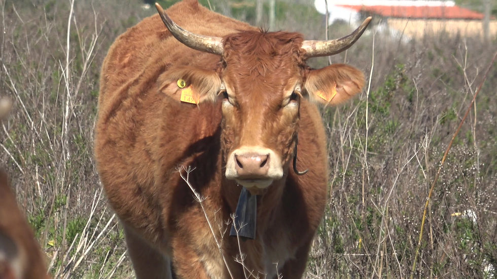 Thumbnail: Portugese Cattle in Field 2