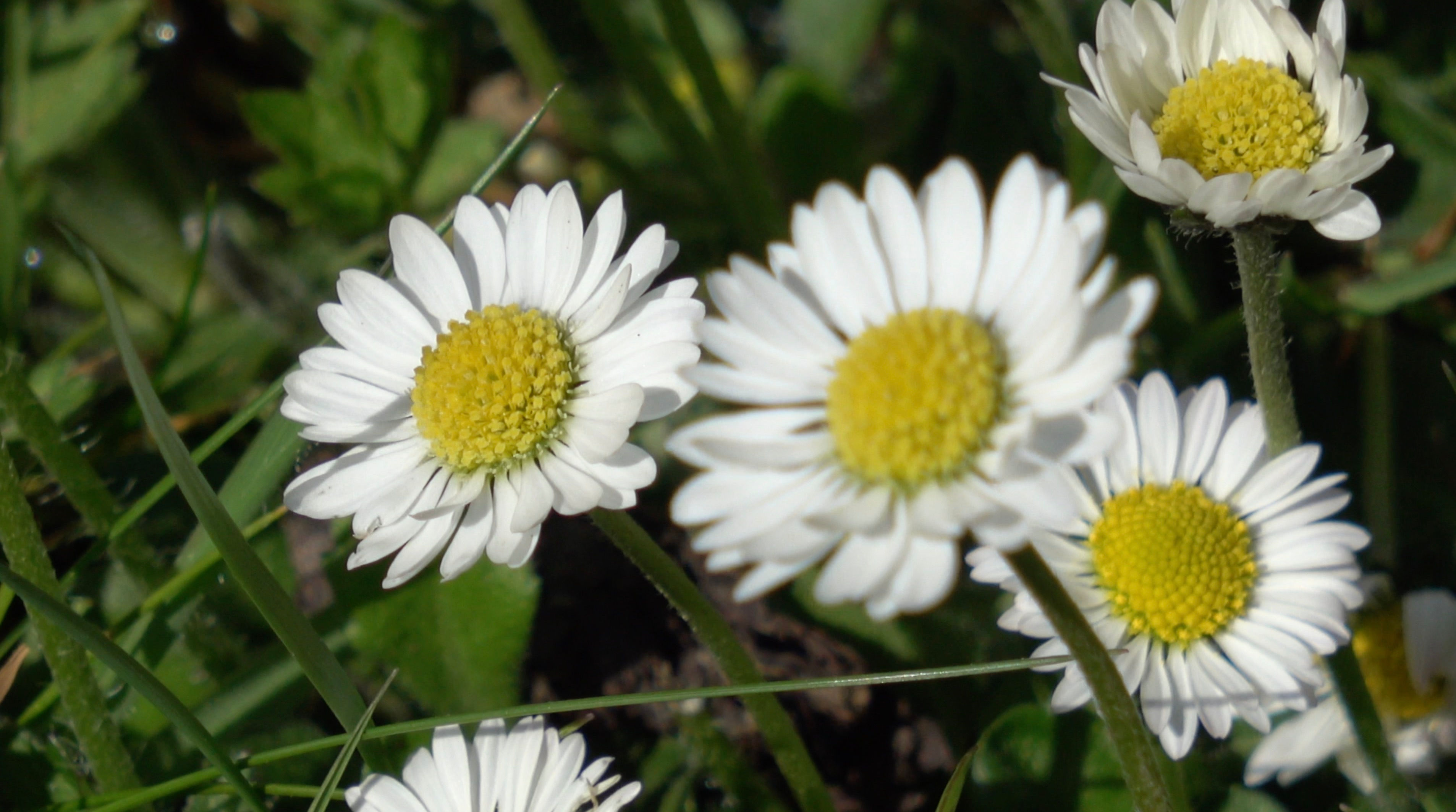Wild Meadow Flowers - Daisies in Grass WFO4