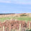 Thumbnail: Sheep amongst Bracken 2.