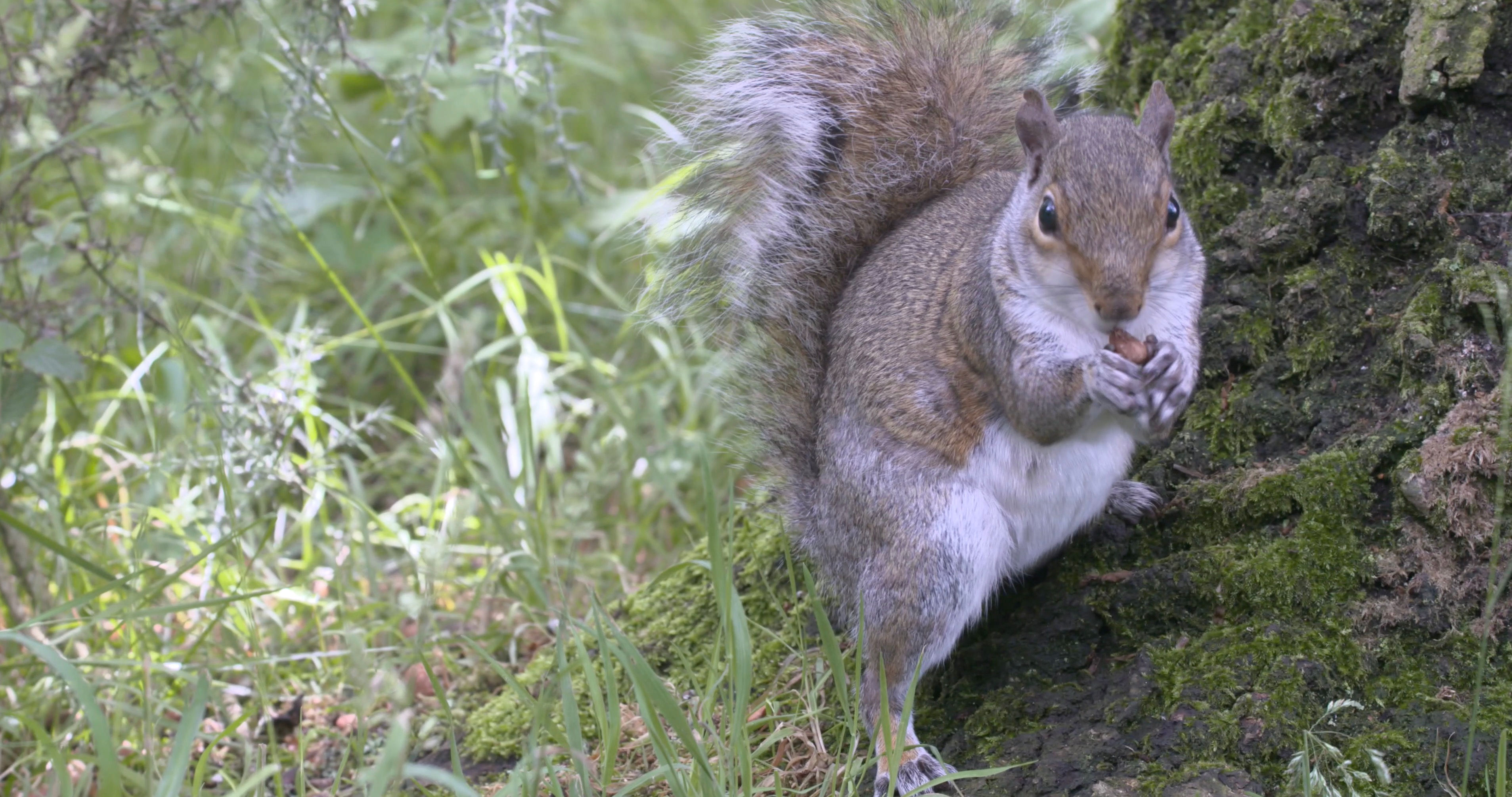 Squirrel on tree Trunk 121