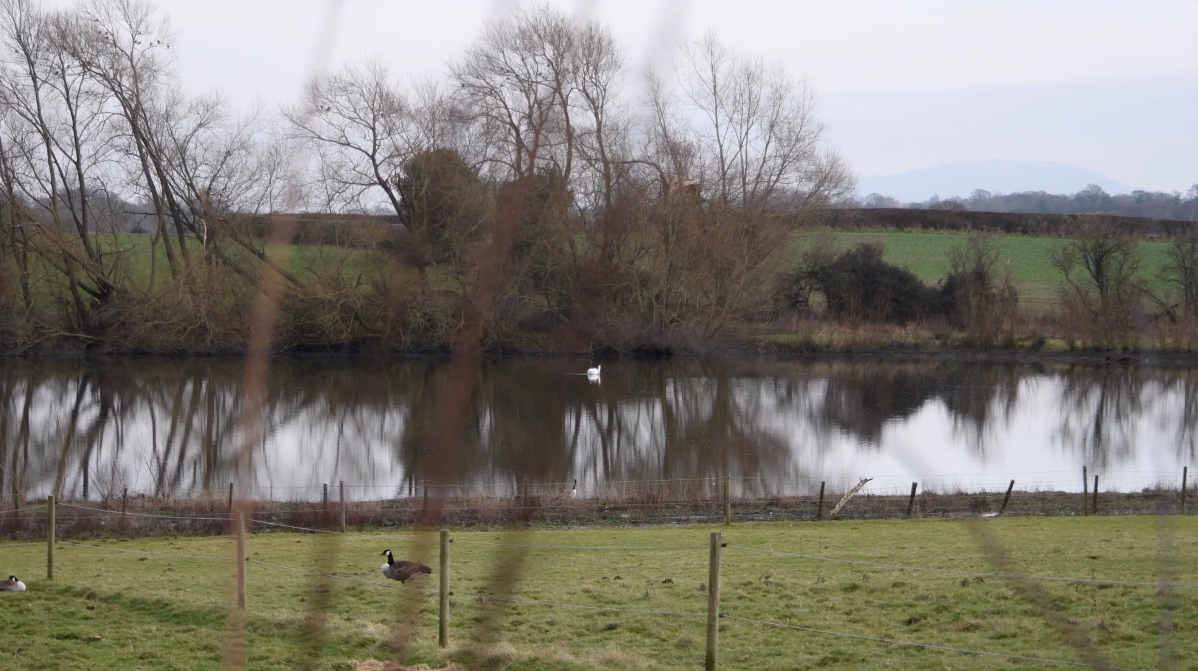 Pond with Single Swan & Goose