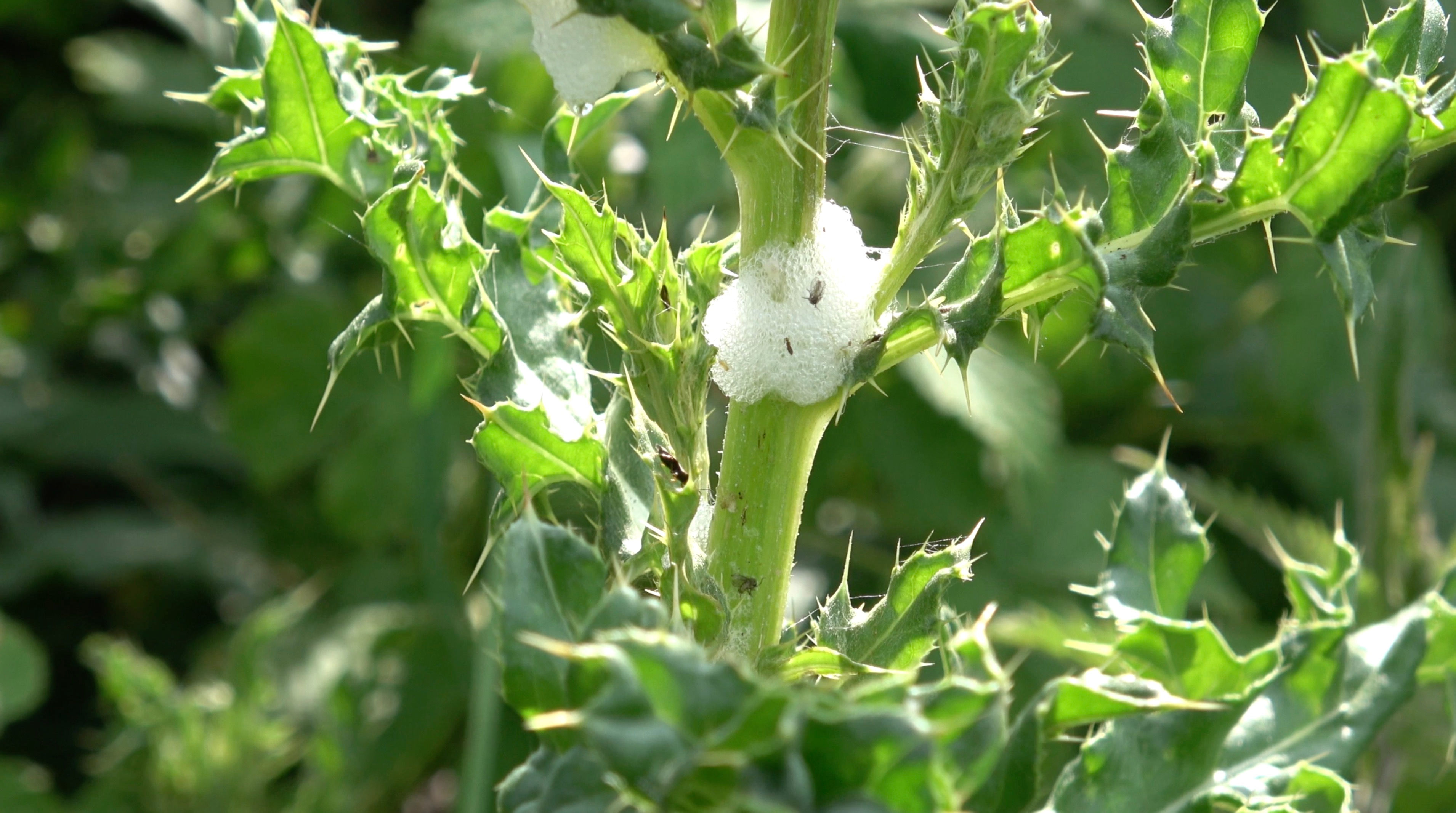 Hedgerow - Thistle - Cuckoo Spit