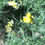 Thumbnail: Gorse Bush 1.