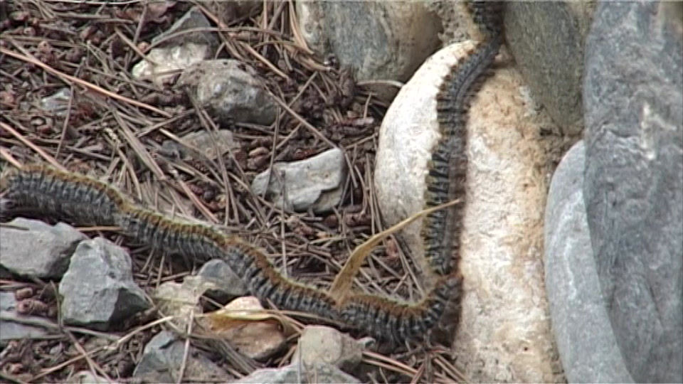 Thumbnail: Processionary Caterpillar 2