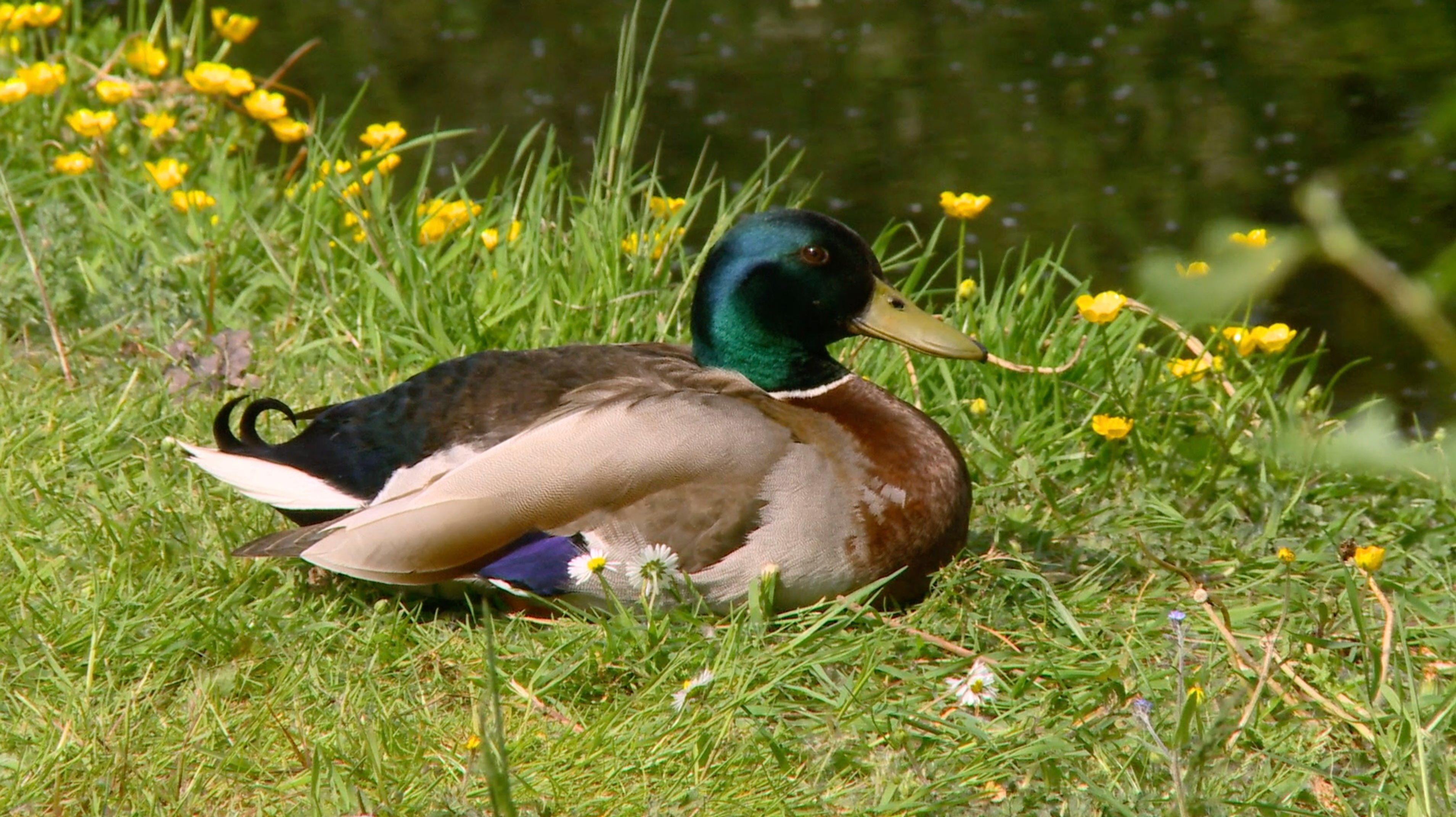 Male Mallard on Grass