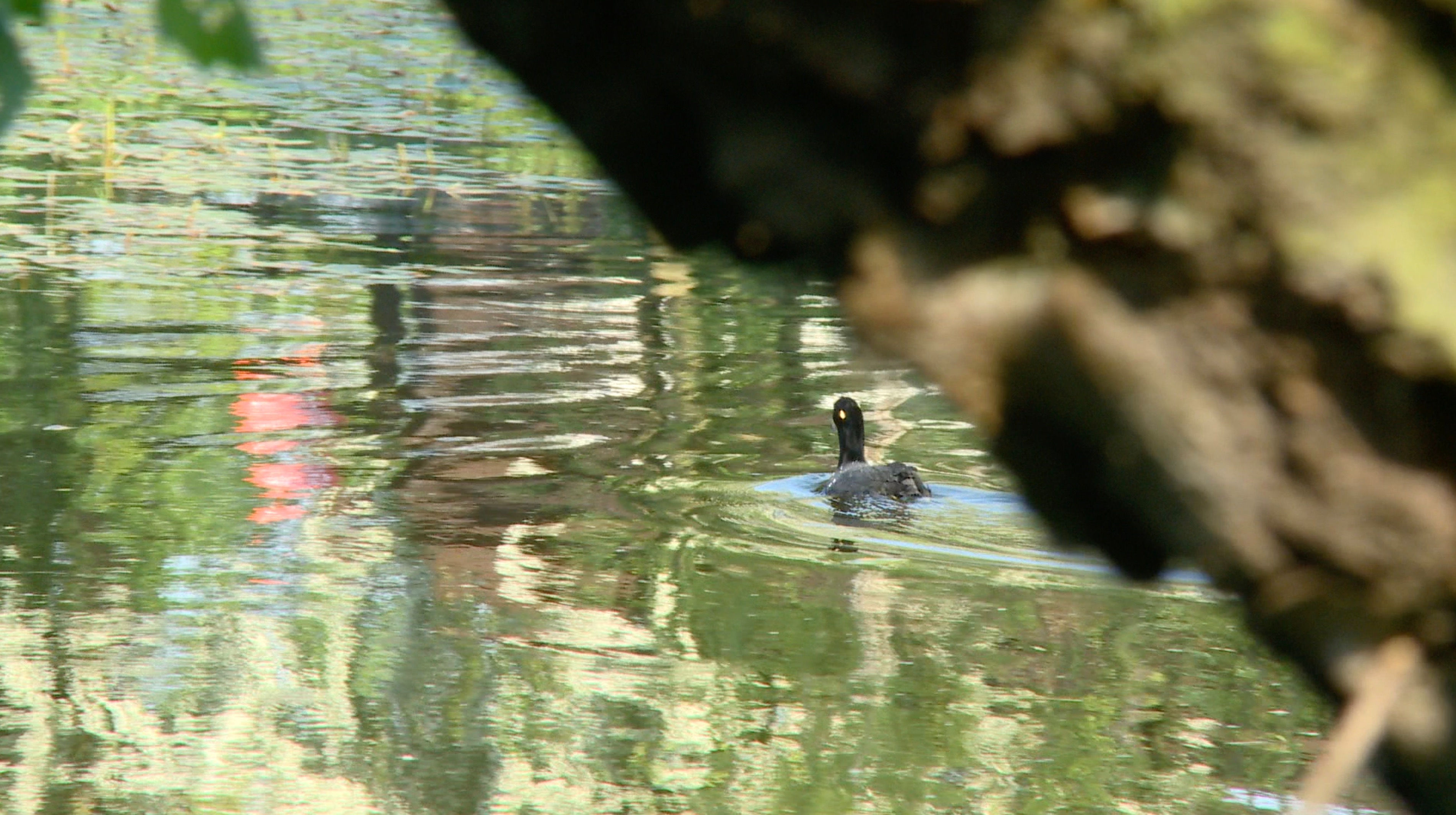 Coot on Pond Feeding 05