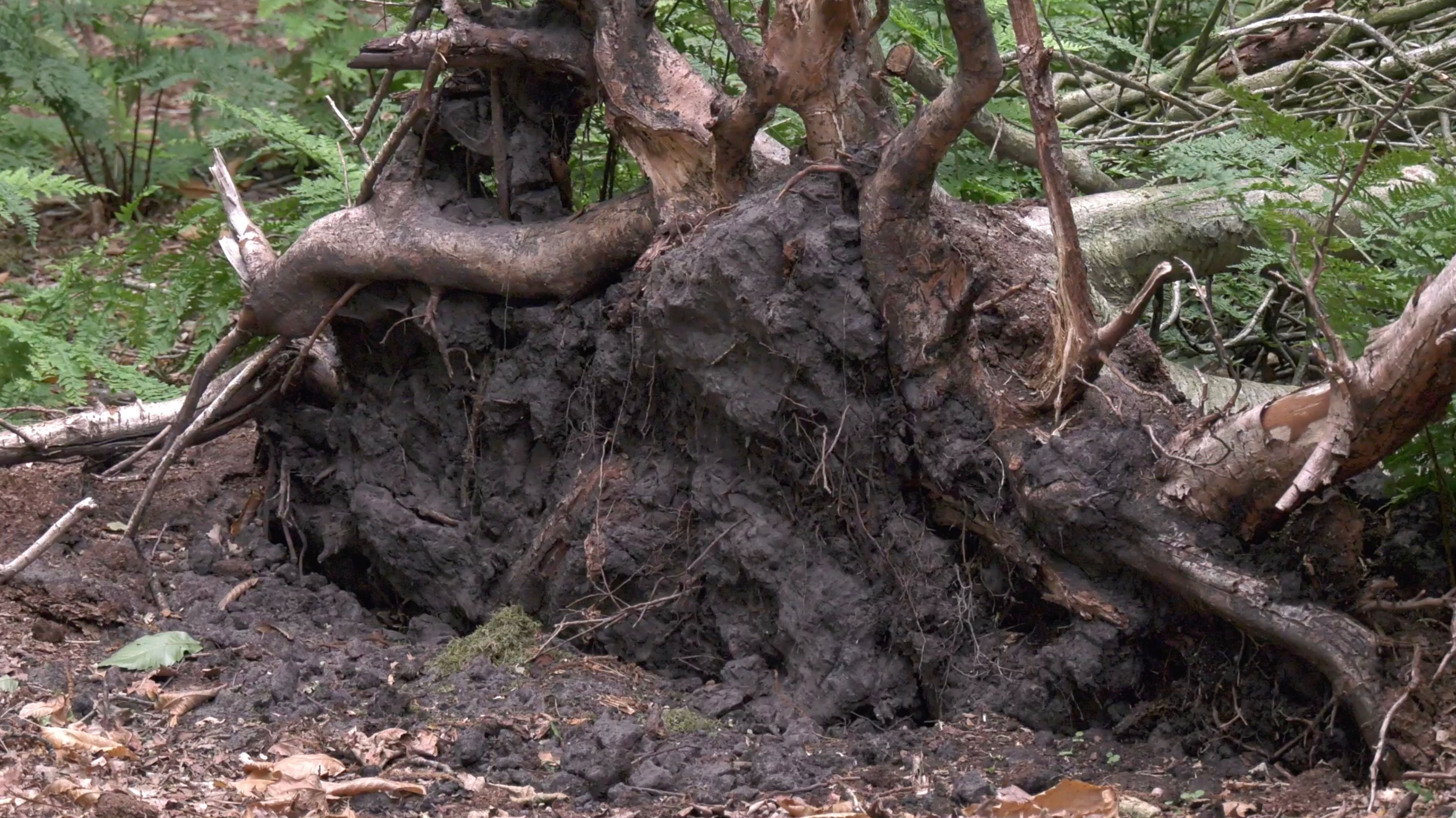 Wind Damage Tree Uprooted