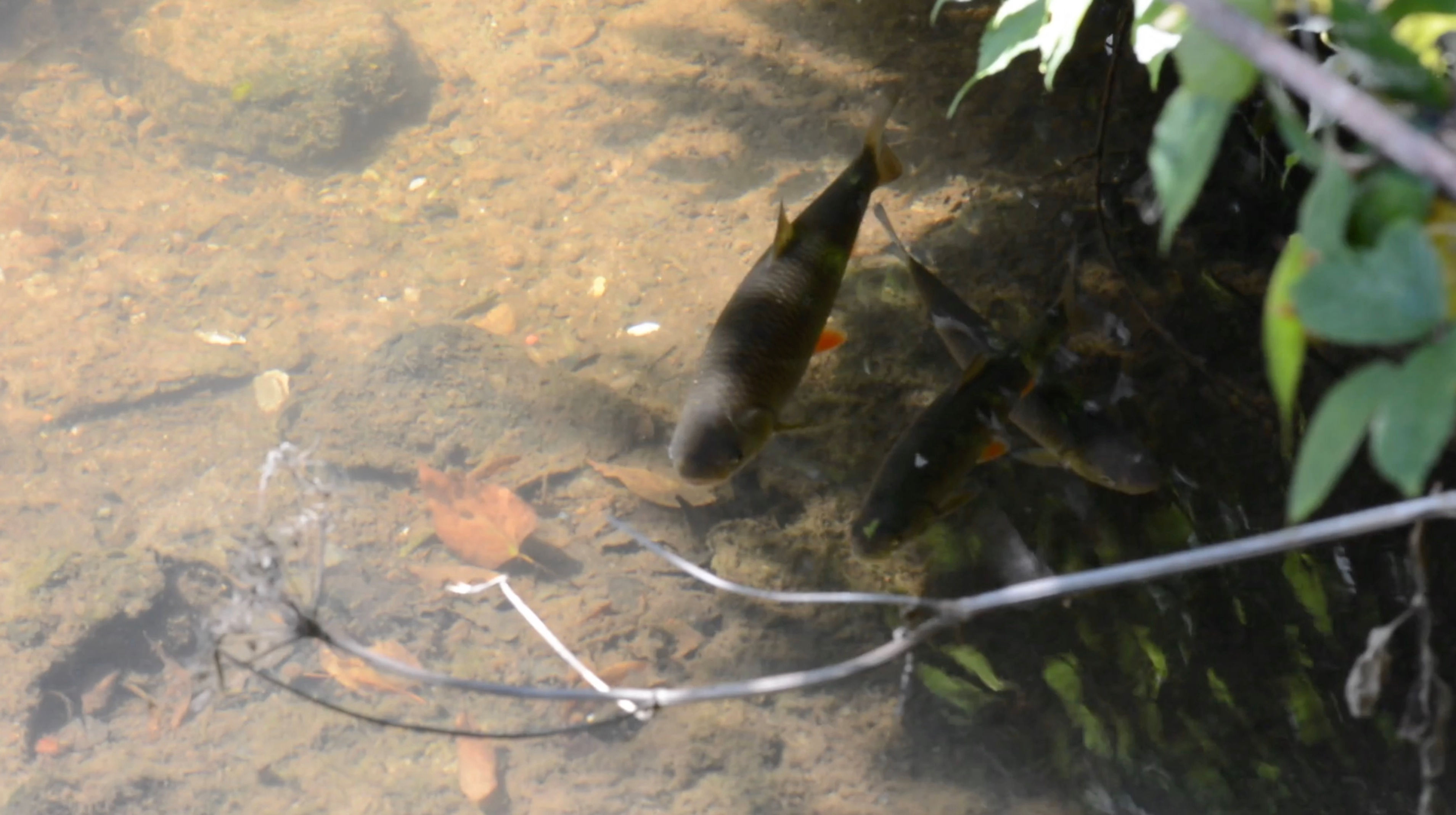 Shoal of Chub Fish 1.