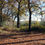 Thumbnail: Autumn Trees 1 Blue Sky Leaf Carpet
