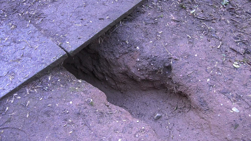 Thumbnail: Badger Set under Foot Path