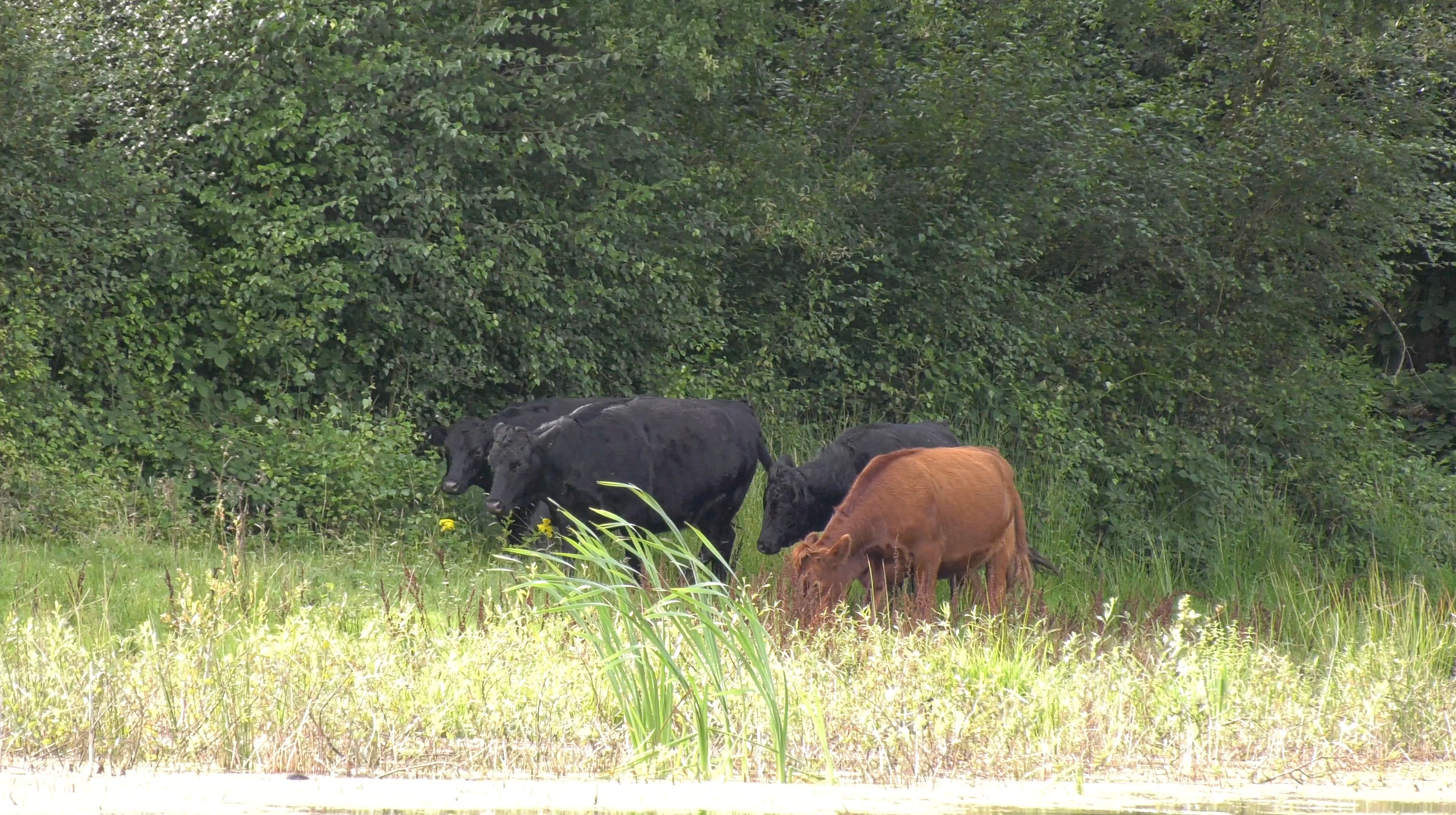 4 Bullocks  Grazing Grass by Lake