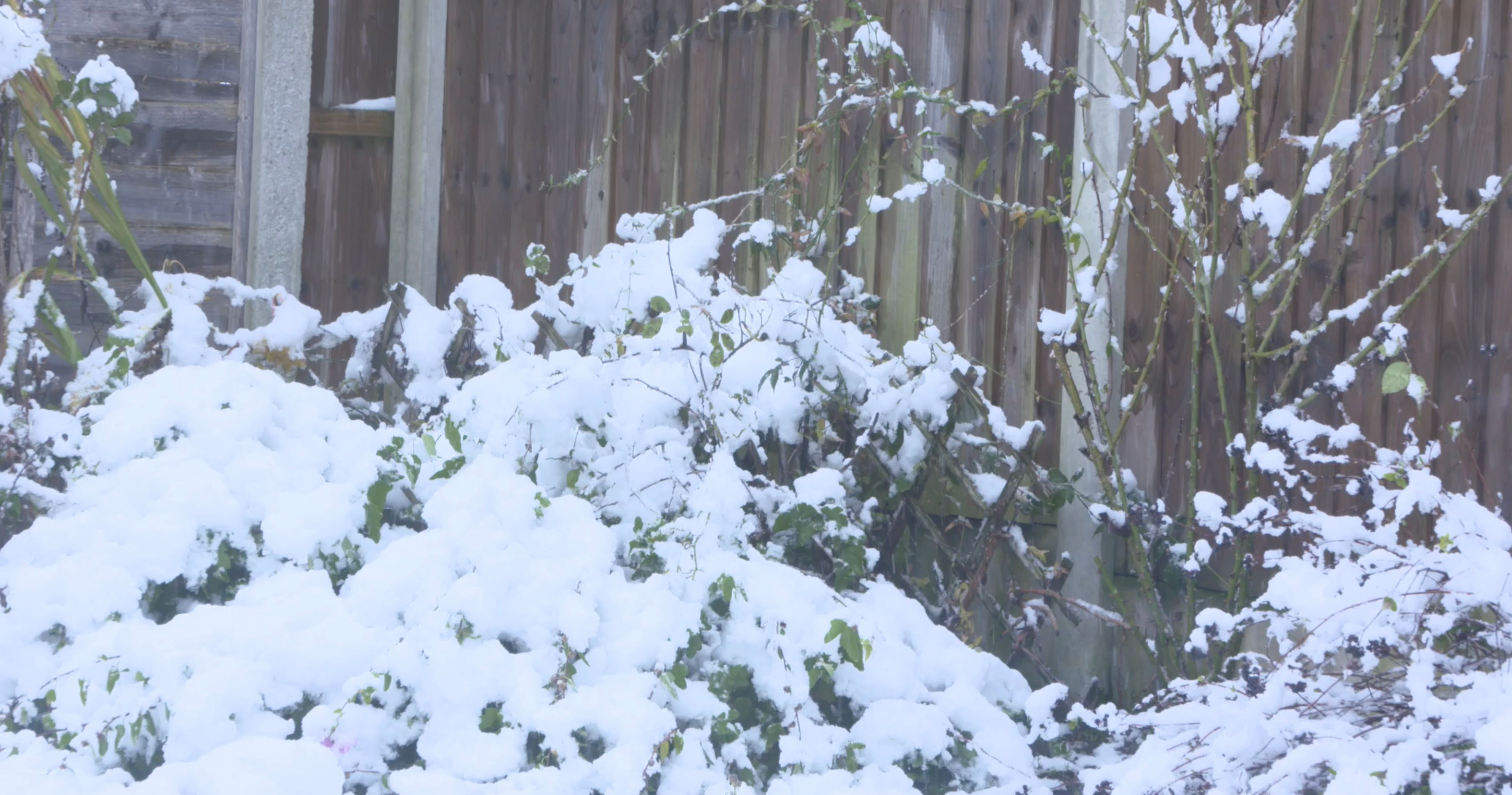 Snow Falling on Small Garden 002