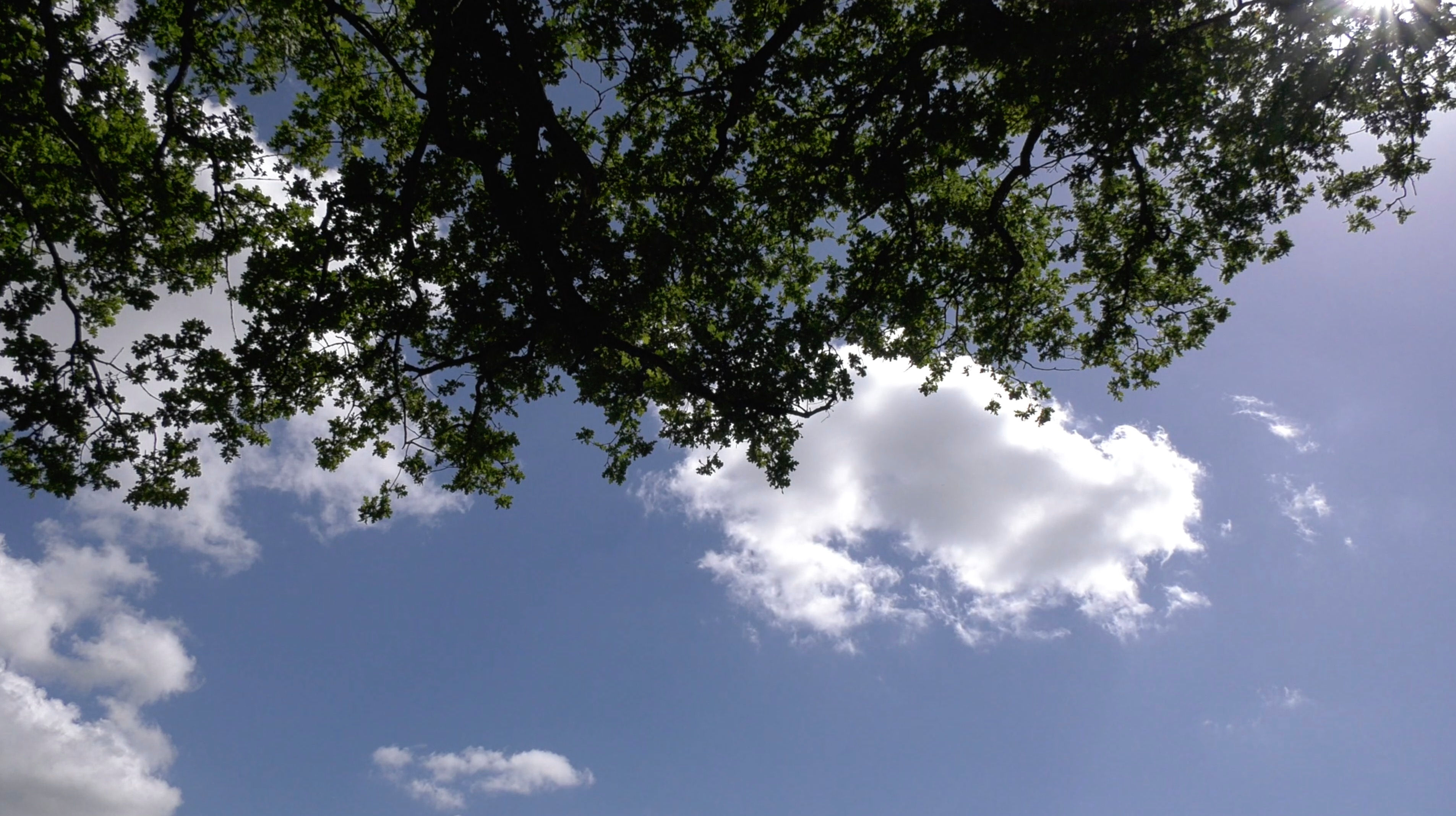 Summer Sky & Tree