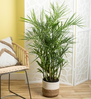 Bamboo Palm in a tan and brown pot sitting inside a home