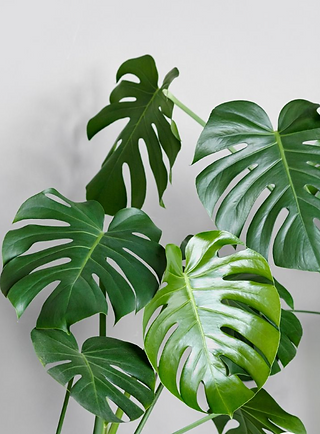 Monstera
