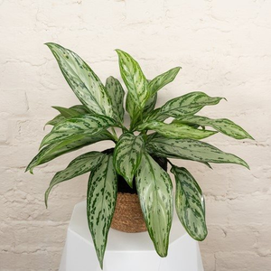 Chinese Evergreen plant with luscious green leaves that help purify the air