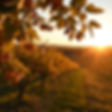golden hour orchard in landscape view.jpg