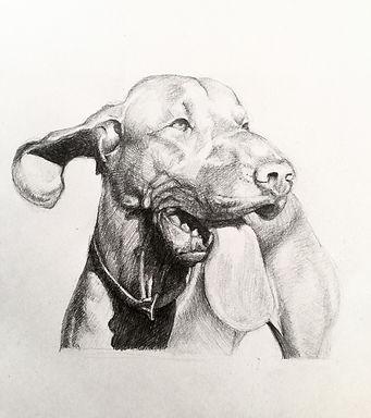 Pet Drawing P01