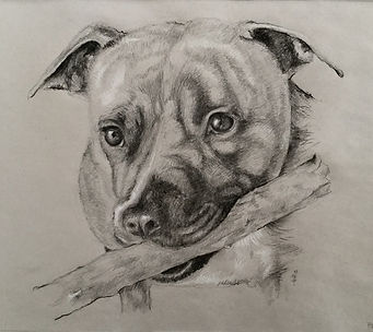 Pet Drawing P02