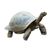 Untitled design (19).png
