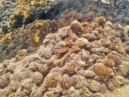 WOOW !  NOW 30TPH EFB SHREDDED WITH ONE SINGLE MACHINE 

#shredding #wastetoenergy #biomass