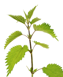 image-from-rawpixel-id-5958472-original_