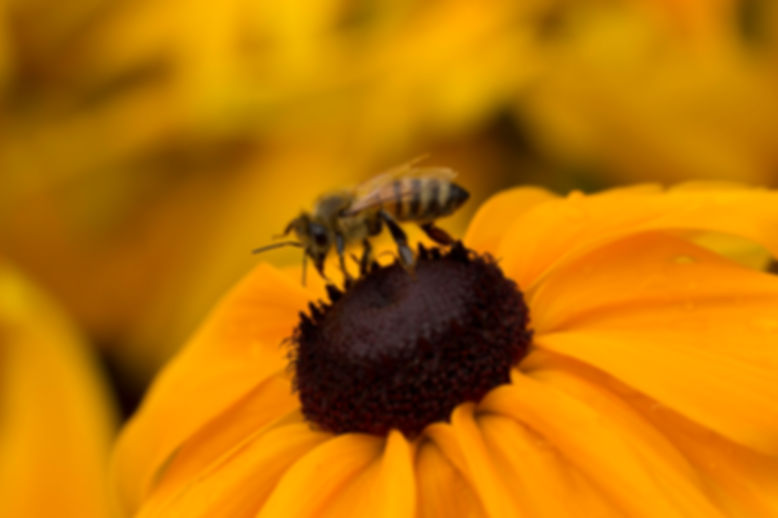 Rudbeckia, Indian Summer
