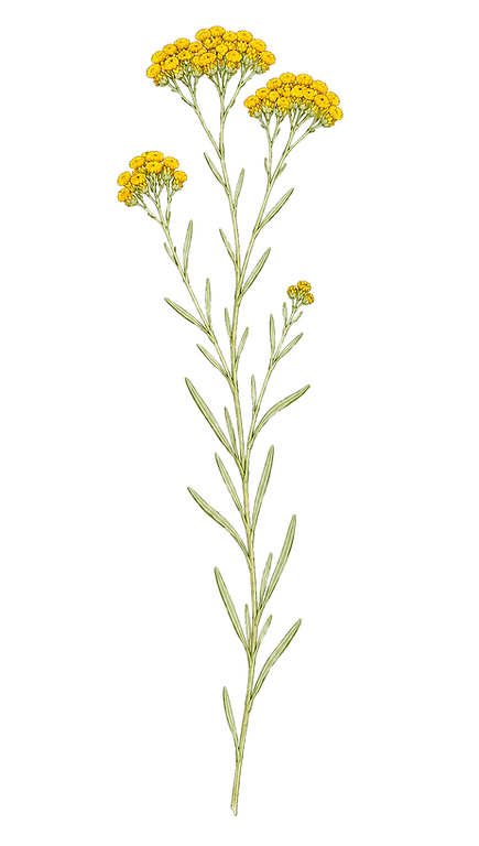 immortelle 2+_edited.png