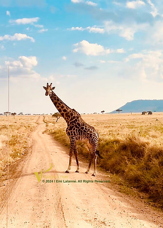 Giraffe crossing road in Masai Mara Kenya game drive