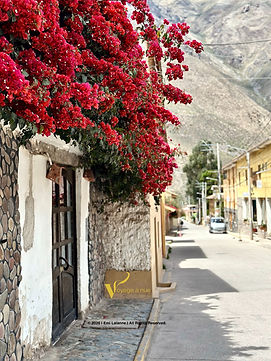 Bougainvillea in the streets of Ollantaytambo peru