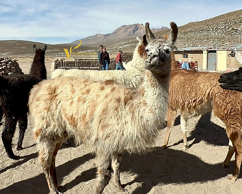 Llama red pajama in arequipa