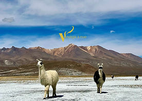 black llama with mask on in arequipa peru