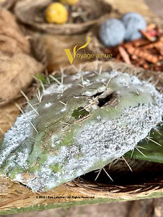 Cactus with bacterial growth to naturally dye alpaca fur in peru