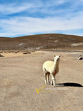 Single white llama poses for a picture with mountain in the background in arequipa peru