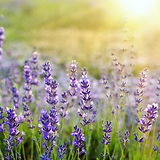 DSC_8000_DXO.jpeg