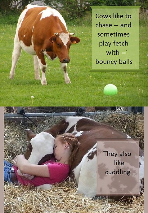What cows like (1).jpg
