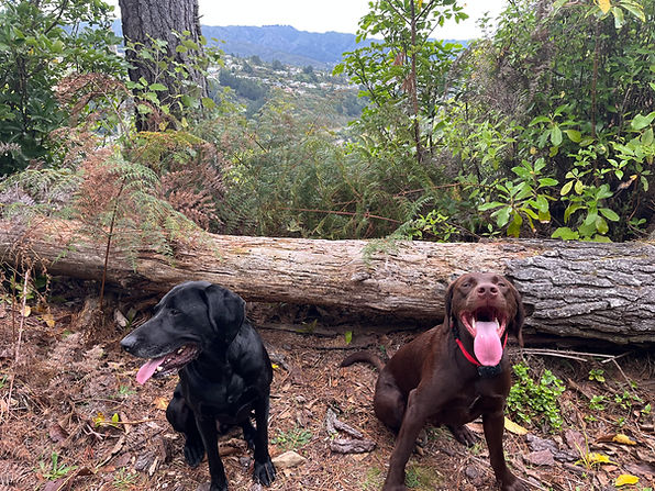 dogs on pack walk in bush