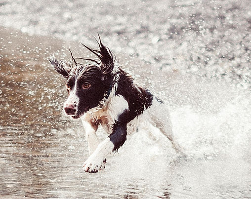Dog Running in Water