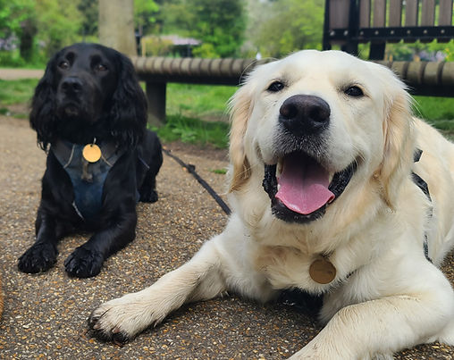 Pack of dogs
