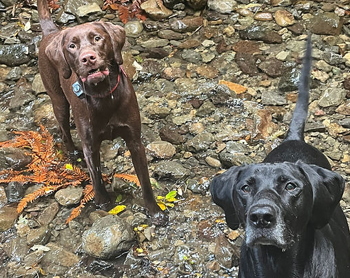 Dogs on pack walk