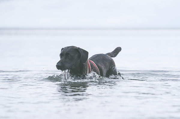 Dog Swimming on adventure walk