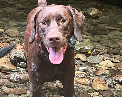 Happy hounds dog