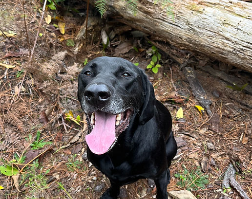 Dog on adventure walk