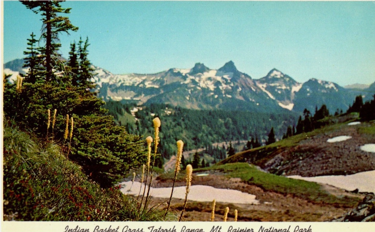 Indian Basket Grass Tatoosh Range, Mt. Rainier National Park Washington Postcard
