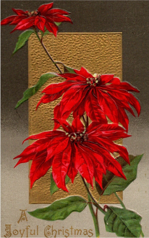 Rare: Christmas Poinsettias, WORLD PANAMA PACIFIC EXPO SF Cancel, c1910 Postcard