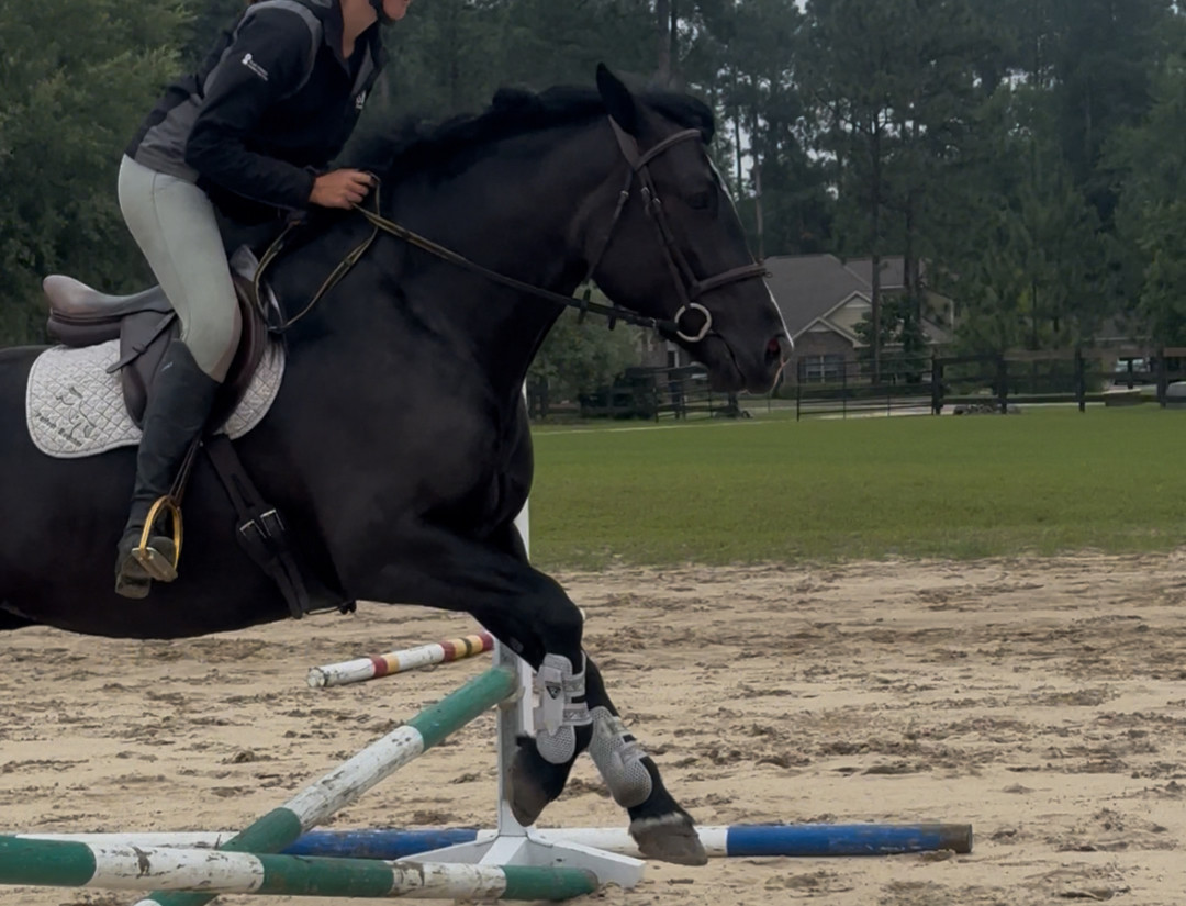 Equestrian R Infinity Pearl | Infinity Sport Horse