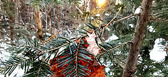 The Beauty of a Maine Winter