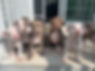 kings pups.JPG