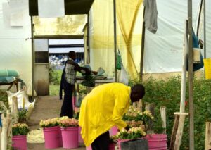 Flower farm in Isinya (December 2017)